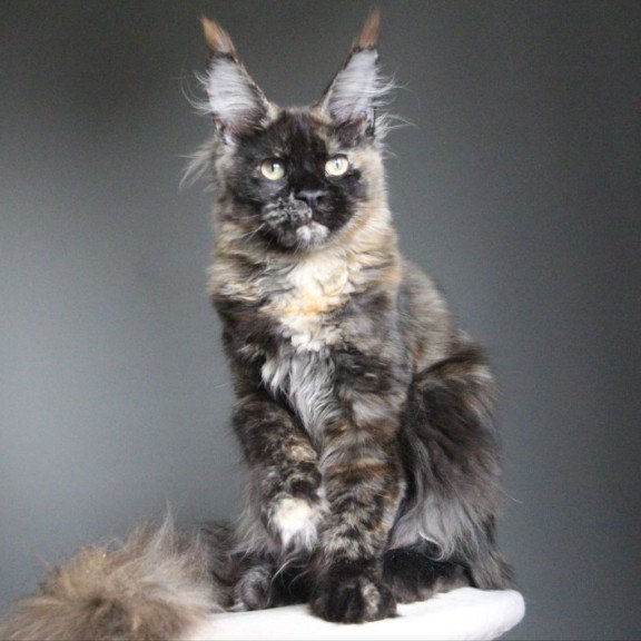 Maine Coon A Carmen