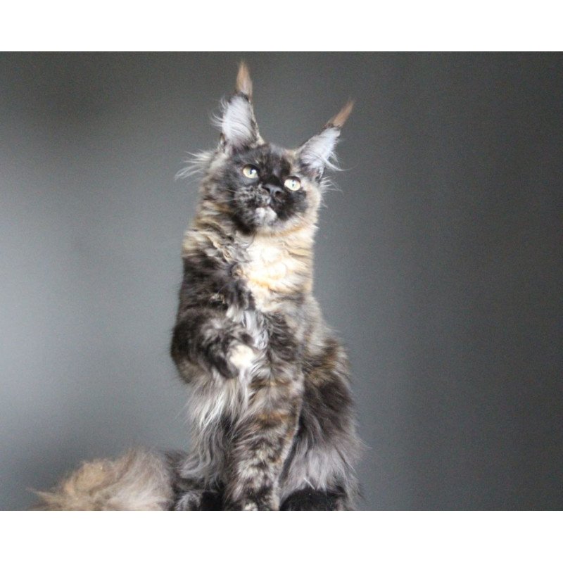 Maine Coon A Carmen
