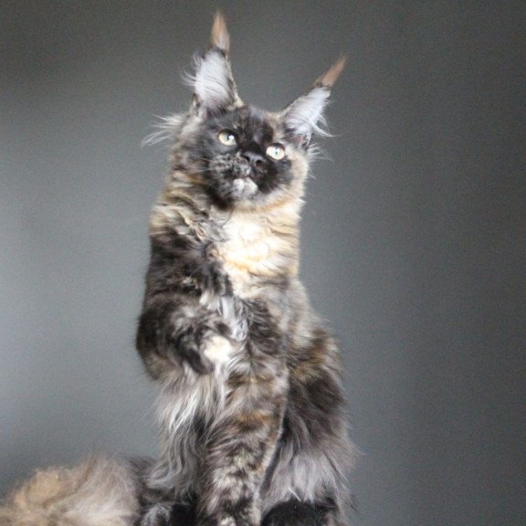 Maine Coon A Carmen
