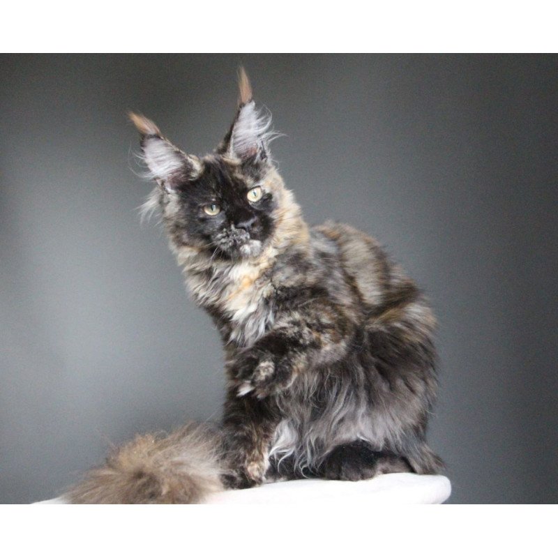 Maine Coon A Carmen