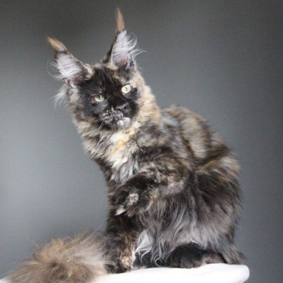 Maine Coon A Carmen