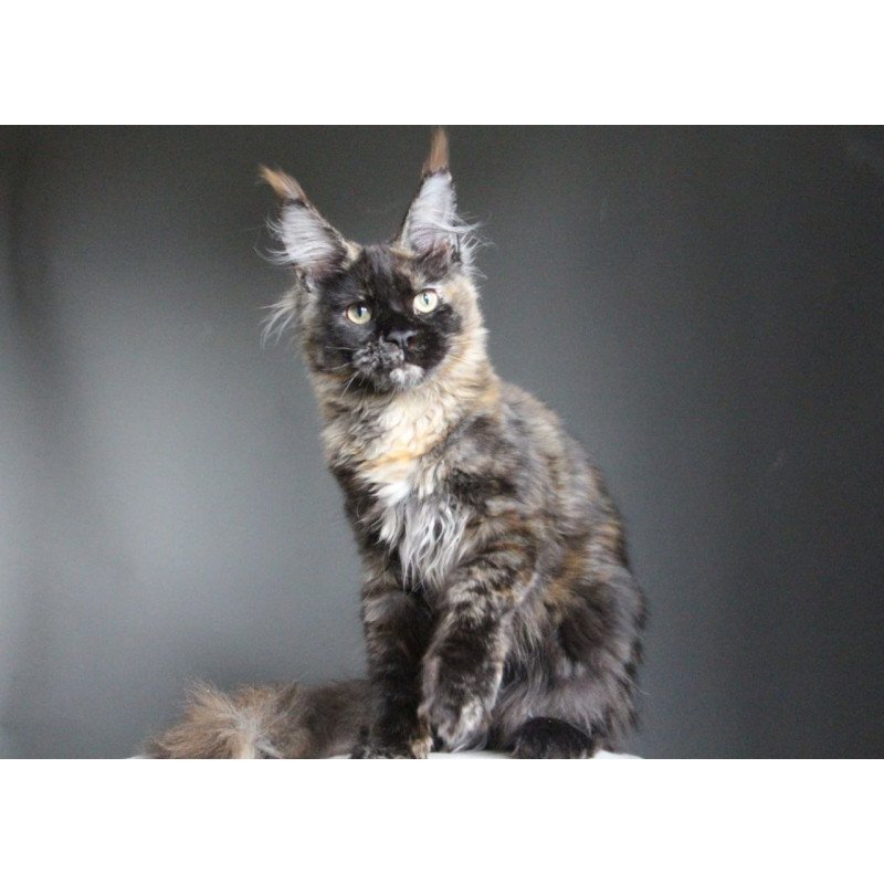 Maine Coon A Carmen