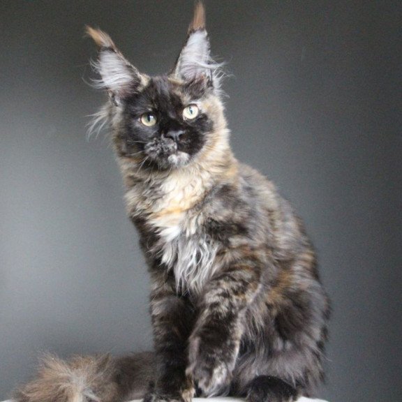 Maine Coon A Carmen
