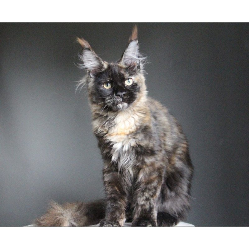 Maine Coon A Carmen