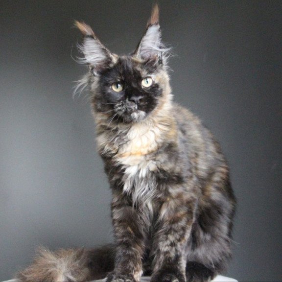 Maine Coon A Carmen