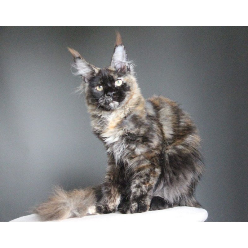 Maine Coon A Carmen