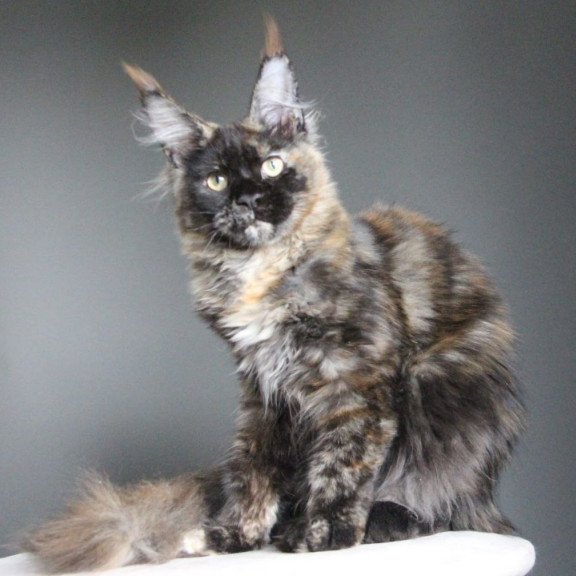 Maine Coon A Carmen