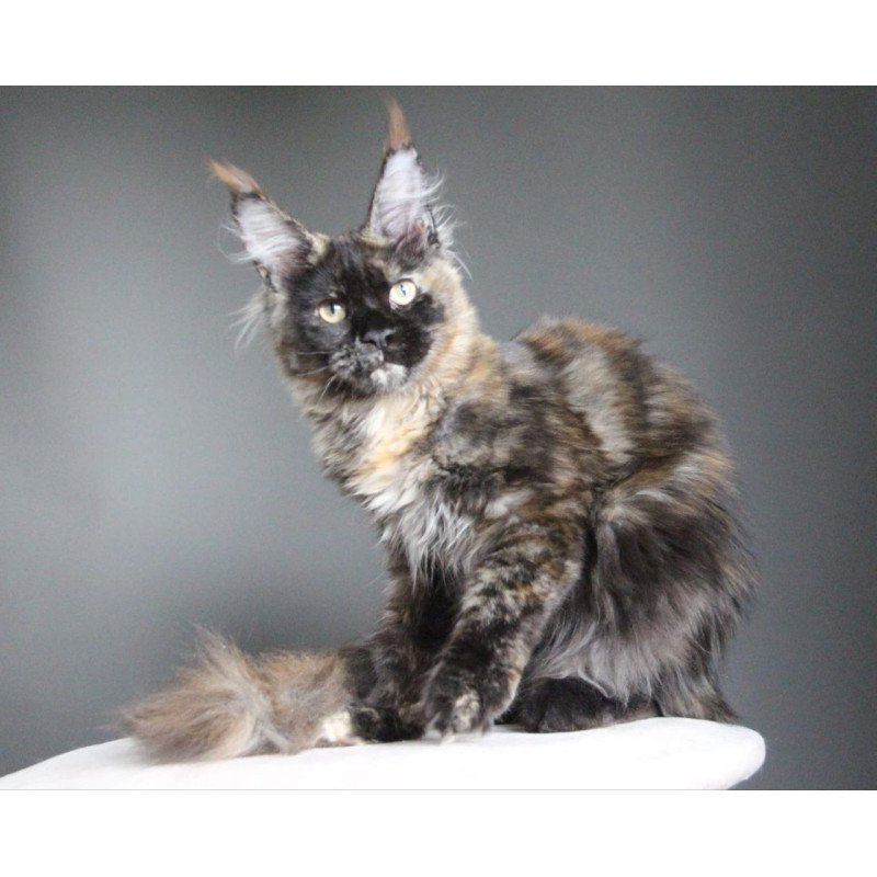 Maine Coon A Carmen