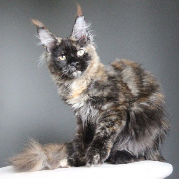 Maine Coon A Carmen