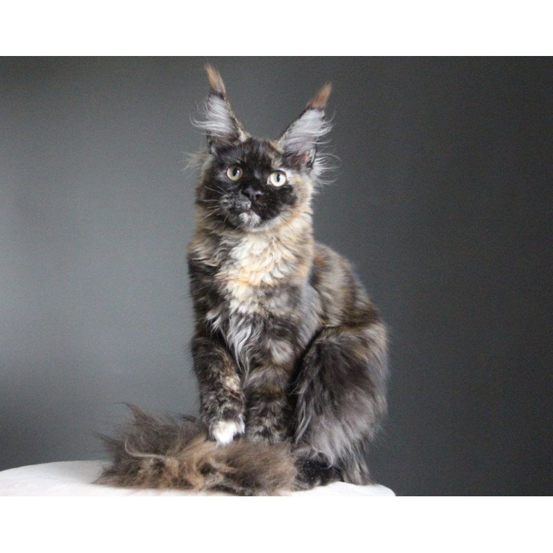 Maine Coon A Carmen