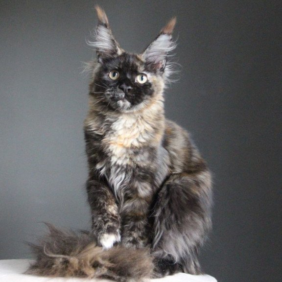 Maine Coon A Carmen