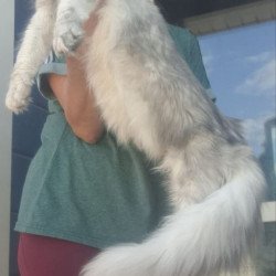 Maine Coon A Cevelina