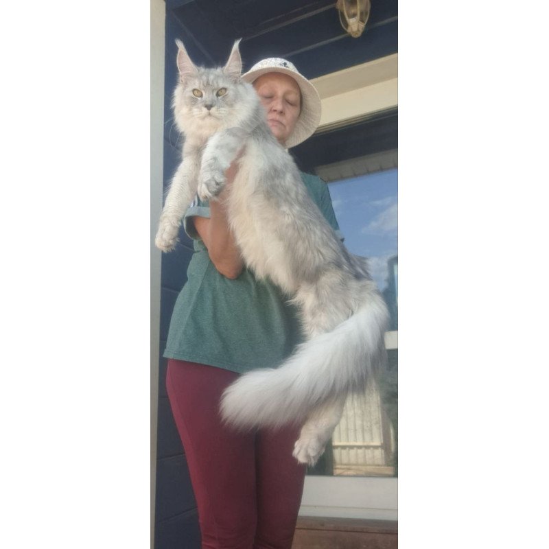 Maine Coon A Cevelina