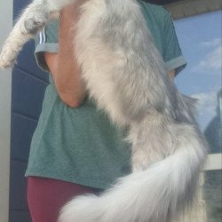 Maine Coon A Cevelina