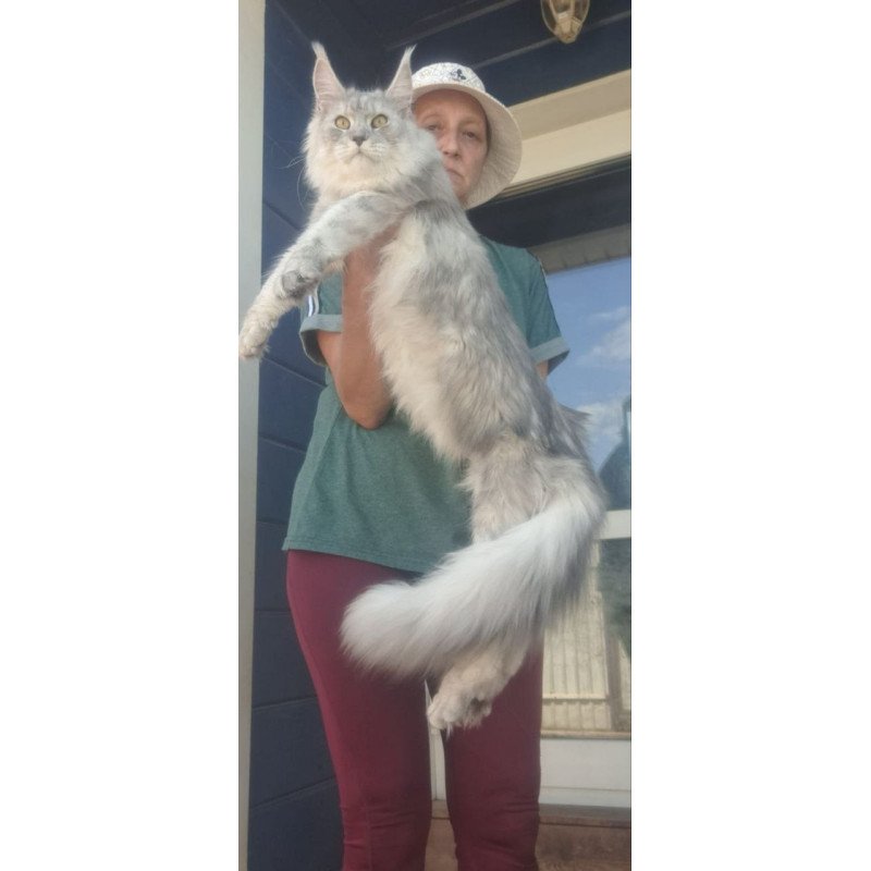 Maine Coon A Cevelina