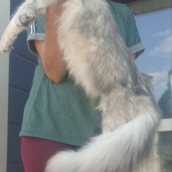 Maine Coon A Cevelina