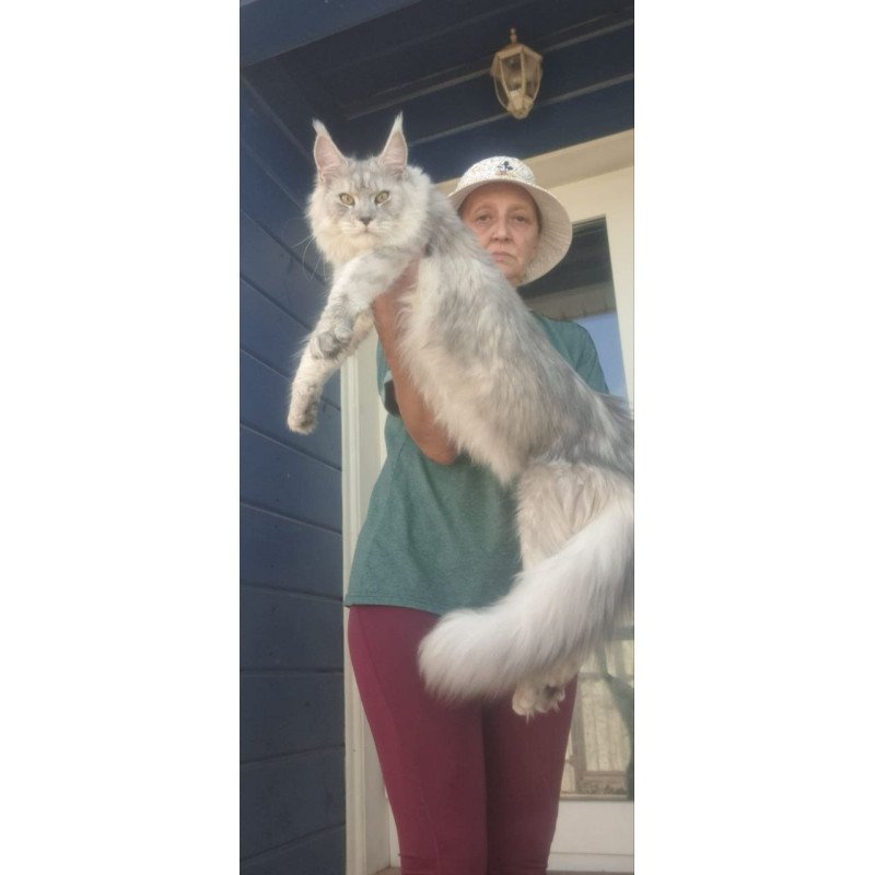 Maine Coon A Cevelina