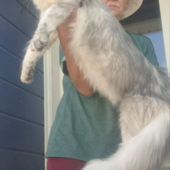 Maine Coon A Cevelina