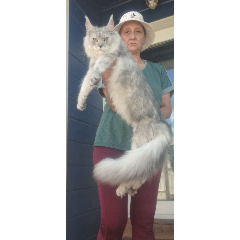 Maine Coon A Cevelina