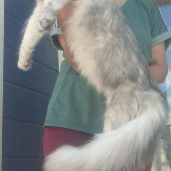 Maine Coon A Cevelina