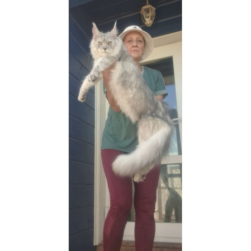 Maine Coon A Cevelina