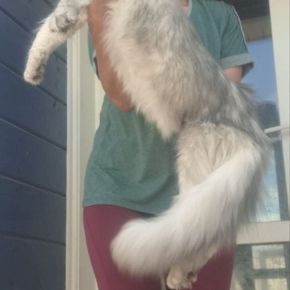 Maine Coon A Cevelina