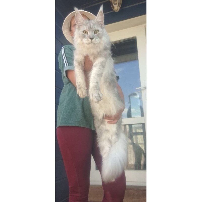 Maine Coon A Cevelina