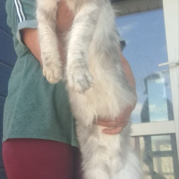 Maine Coon A Cevelina