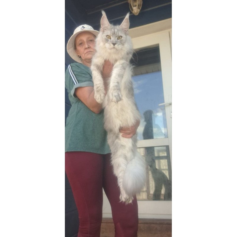 Maine Coon A Cevelina