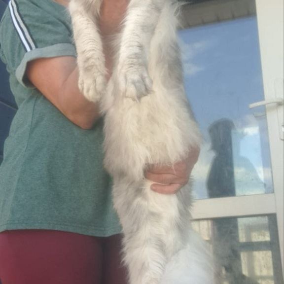 Maine Coon A Cevelina