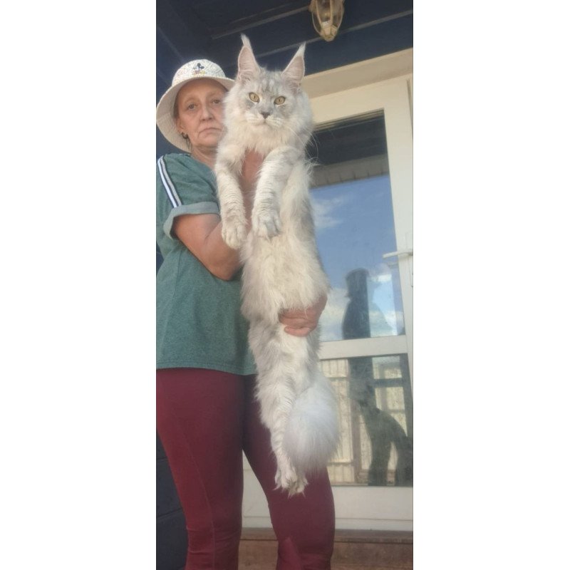 Maine Coon A Cevelina