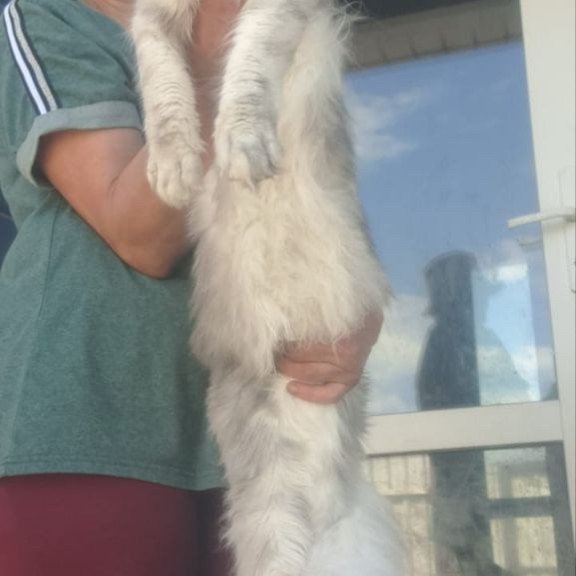Maine Coon A Cevelina