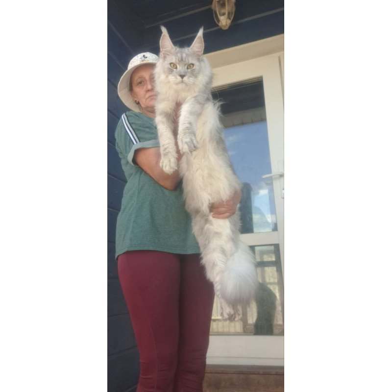 Maine Coon A Cevelina