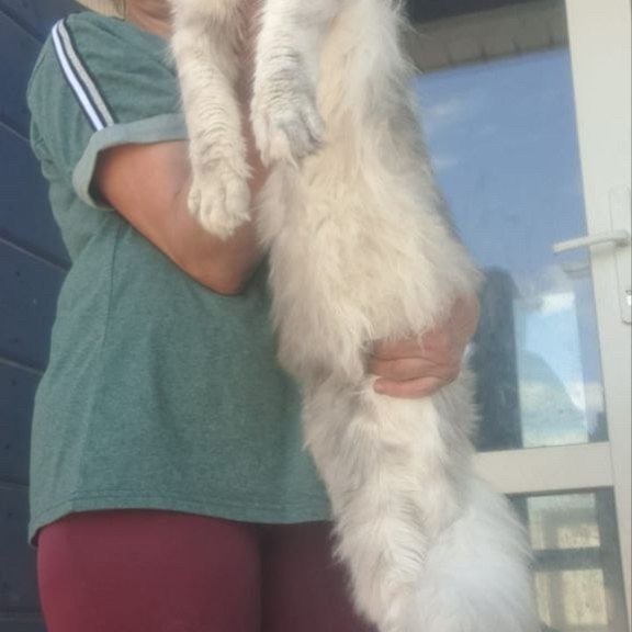 Maine Coon A Cevelina