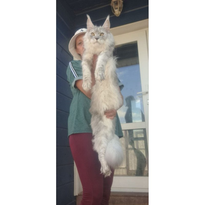 Maine Coon A Cevelina