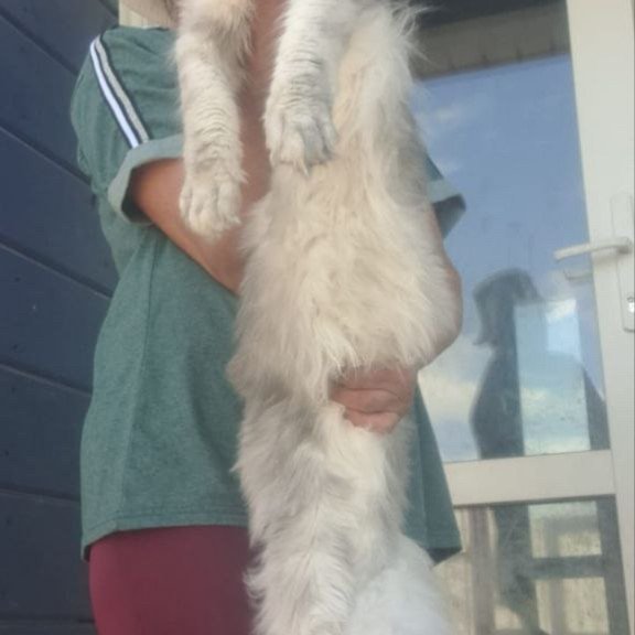 Maine Coon A Cevelina