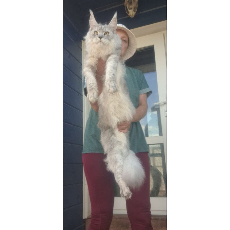 Maine Coon A Cevelina