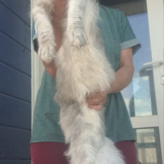 Maine Coon A Cevelina