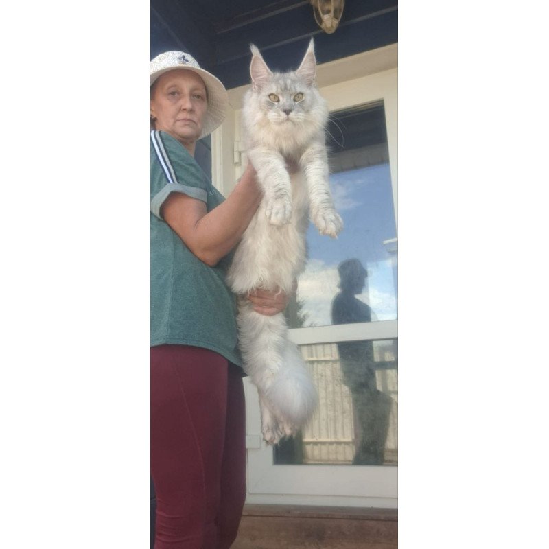 Maine Coon A Cevelina