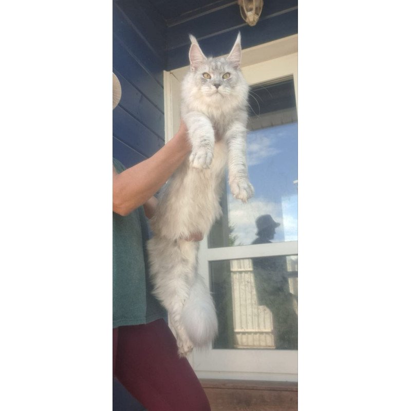 Maine Coon A Cevelina
