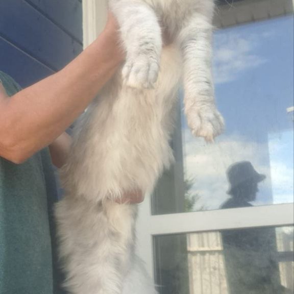 Maine Coon A Cevelina