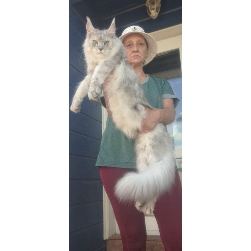 Maine Coon A Cevelina