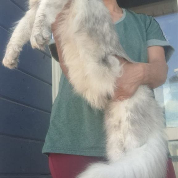 Maine Coon A Cevelina