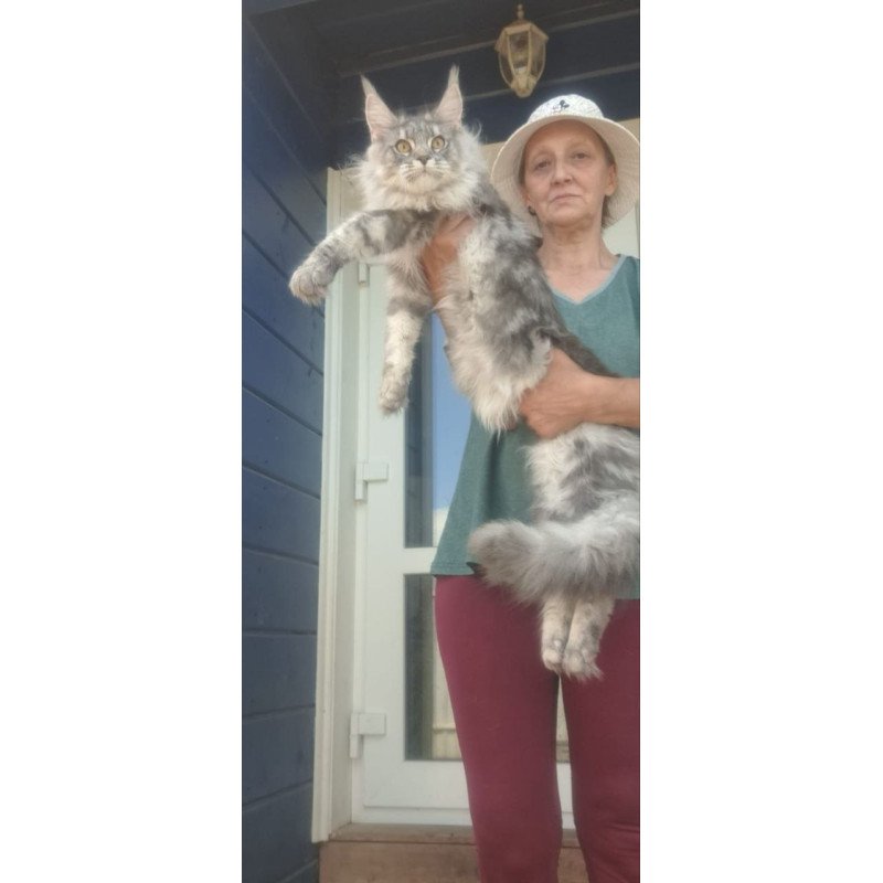Maine Coon A Cirilla
