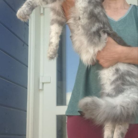 Maine Coon A Cirilla