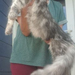 Maine Coon A Cirilla