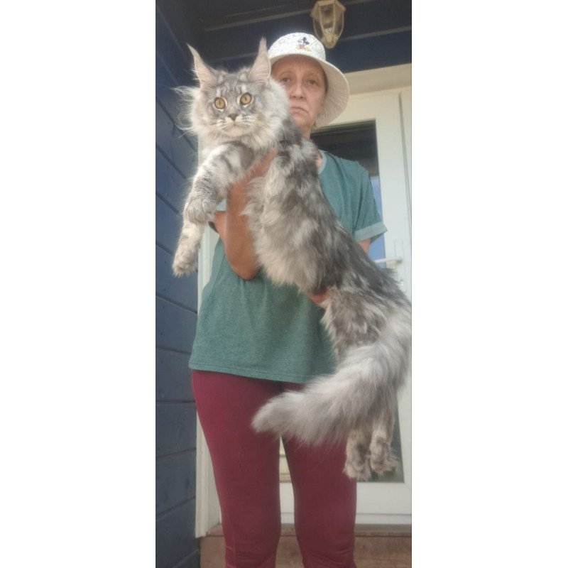 Maine Coon A Cirilla
