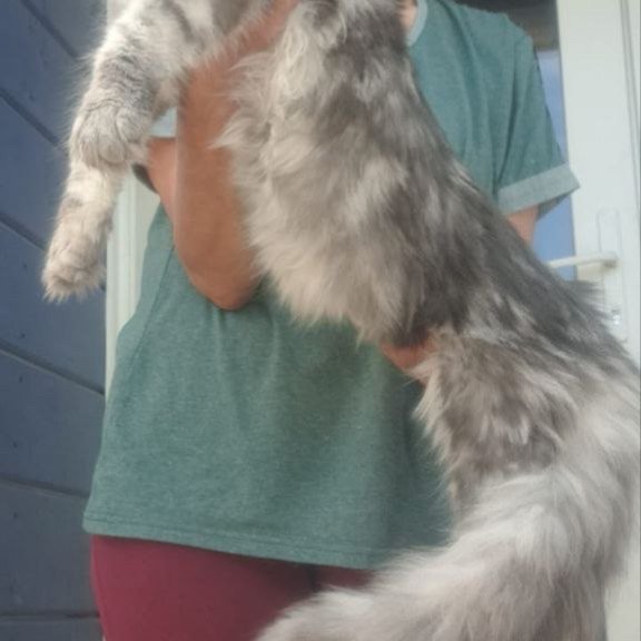 Maine Coon A Cirilla