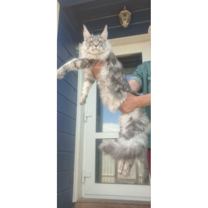 Maine Coon A Cirilla