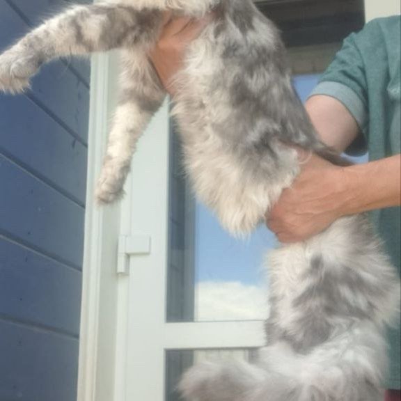 Maine Coon A Cirilla